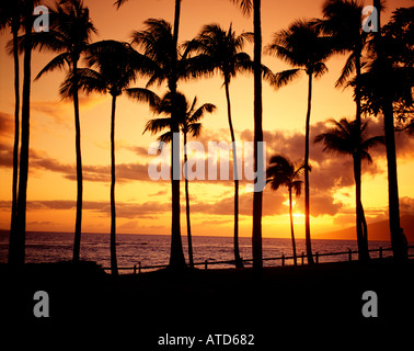 Palmen sind bei Sonnenuntergang am Strand von Waikiki auf der Insel Oahu Hawaii abhebt. Stockfoto