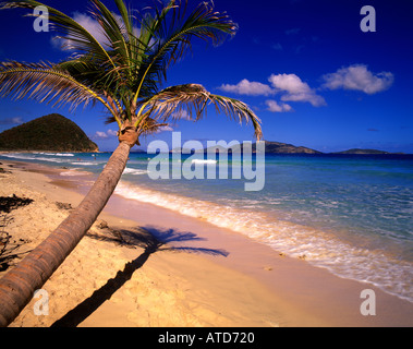 Eine Palme lehnt sich über den Sand von Long Bay in Tortola British Virgin Islands Stockfoto