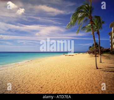 Palmen Schlag im Wind auf Manchebo Beach Aruba unter einen klaren blauen Himmel gestreift mit Wolkenfetzen Stockfoto