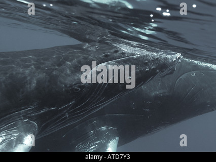 Silber Banken Dominikanische Republik Humpback Wale Impressionen Novaeangliae jährlich North Atlantic Buckelwale Süd t migrieren Stockfoto
