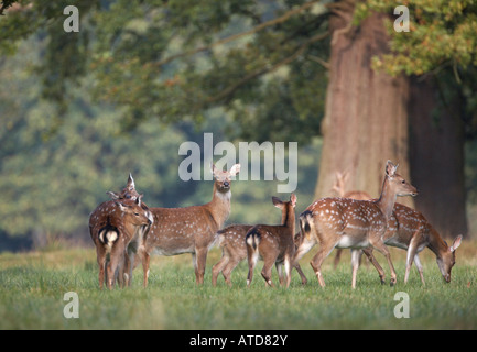 Red Deer Hinds (Cervus Elaphus) Stockfoto