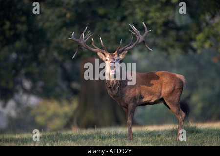 Red Deer Hirsch brüllen (Cervus Elaphus) Stockfoto