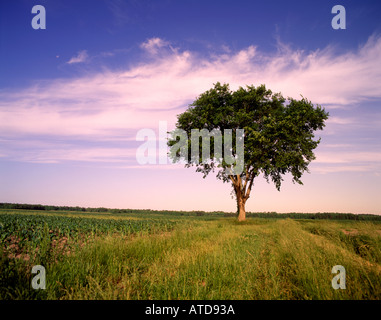 Ein einsamer Eiche Baum sitzt auf einer Weide unter blauem Himmel mit Wolkenfetzen gestreift Stockfoto