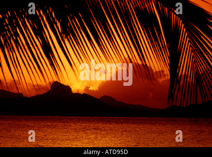 Dramatische feurigen Sonnenuntergang über den Grenadine Inseln in der Karibik gesehen durch Palm Frond silhouette Stockfoto