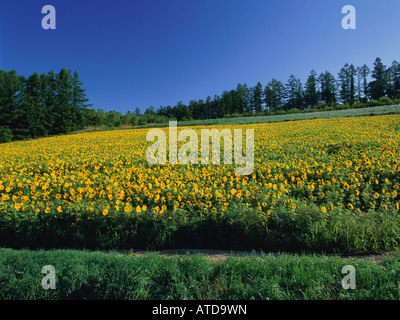 Sonnenblumenfeld, Hokkaido, Japan Stockfoto