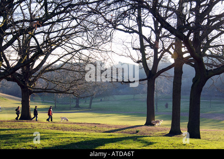 Fuß die Hunde am Sonntagnachmittag in Christchurch Park Ipswich Suffolk UK Stockfoto