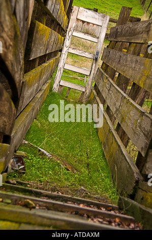 Rinder Schafe Laderampe Stockfoto