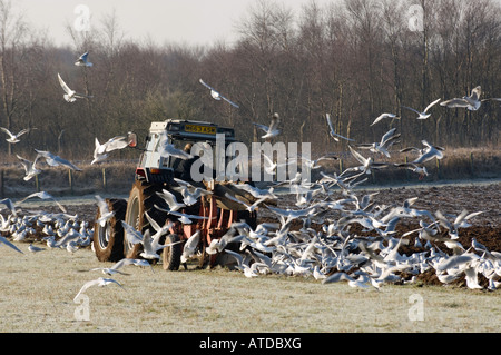 Rasen in in Vorbereitung für Gerste, Pflanzung, gefolgt von Herde von Möwen Dumfries Schottland Pflug Pflügen Stockfoto