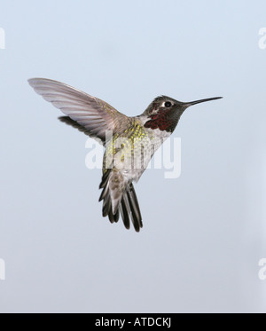 Annas männlichen Kolibri im Flug mit Flügeln zurück und blauer Himmel Stockfoto