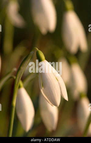 Schneeglöckchen im Wald Frühling früh Abend Galanthus Nivalis Cumbria Stockfoto