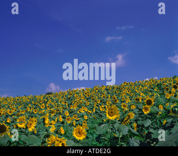 Sonnenblumenfeld, Hokkaido, Japan Stockfoto