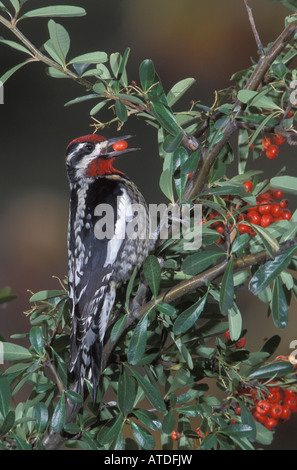 Rot-Himalaja-Sapsucker, Sphyrapicus Nuchalis, Pyracantha Beere Essen. Stockfoto