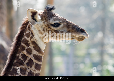 Jack das Baby Masai Giraffe geboren 25. Januar 2008 an der Houston Zoo-Texas-USA Stockfoto