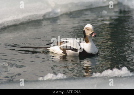 Ein Oldsquaw oder lange Tailed Ente, Clangula Hyemalis, hält inne, als es die Eisschollen in einer täglichen Suche nach Überleben navigiert. Stockfoto