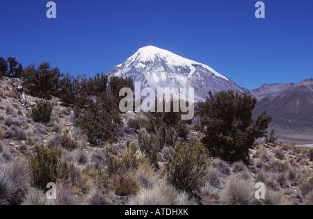 Sajama Vulkan, Ichu Rasen (Jarava Ichu) und Quenoa (Polylepis Tarapacana) Büsche, Nationalpark Sajama, Bolivien Stockfoto