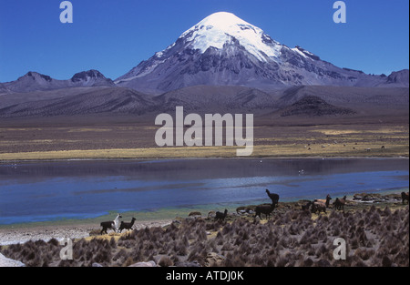 Lamas-Herde (Lama glama) am Ufer des Sees bei Lagunas und Sajama Vulkan, Sajama Nationalpark, Bolivien Stockfoto