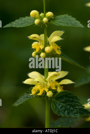 Gelbe Erzengel Lamiastrum Galeobdolon im Wald Stockfoto