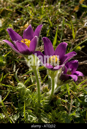 Küchenschellen seltene Pflanzen in Großbritannien gegen das Licht; Pulsatilla vulgaris Stockfoto