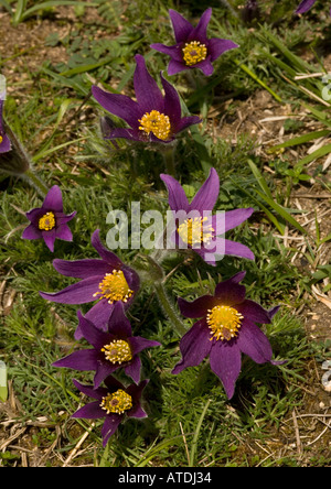 Küchenschellen seltene Pflanzen in Großbritannien; Pulsatilla vulgaris Stockfoto