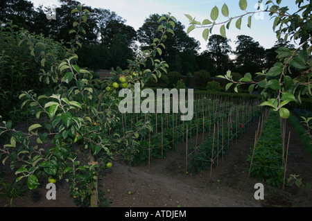 Ummauerten Garten mit Apfel Bäume Dahlien in Reihen gepflanzt Stockfoto