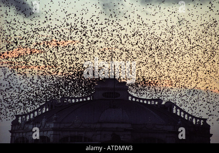 Ein dramatischer Sonnenuntergang fast ausgelöscht durch eine riesige Herde von Stare. Stockfoto