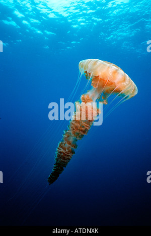 Riesige Quallen chrysaora sp Kalifornien Pazifik Stockfoto