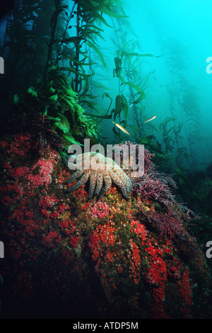 Giant Kelp Macrocystis Pyrifera legt auf den felsigen Boden und wächst in einem Baldachin auf der Oberfläche Stockfoto