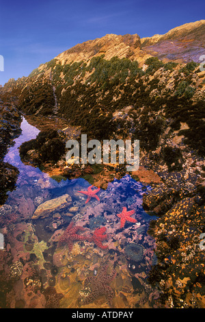 Tidepools sind Heimat für eine große Vielfalt von Pflanzen und Tieren Montana de Oro State Park CA Stockfoto