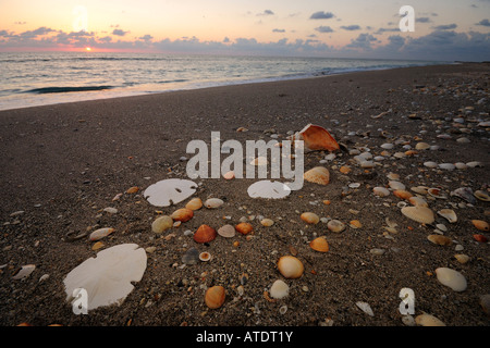 Muscheln am Strand Jupiter Island Florida Atlantik Stockfoto