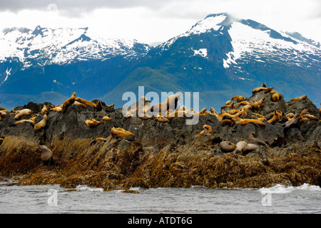 Kolonie von Stellar Seelöwen Eumetopias Jubatus Frederick Sound Inside Passage Alaska Pazifik Stockfoto