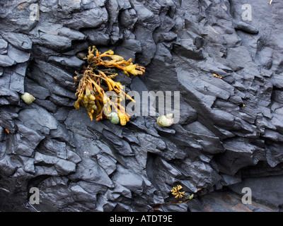 Druidston Haven Beach Pembrokeshire Blase Wrack und Immergrün auf schwarzen Felsen Stockfoto