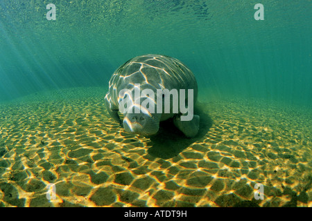 West Indian Manatee Trichechus manatus Stockfoto