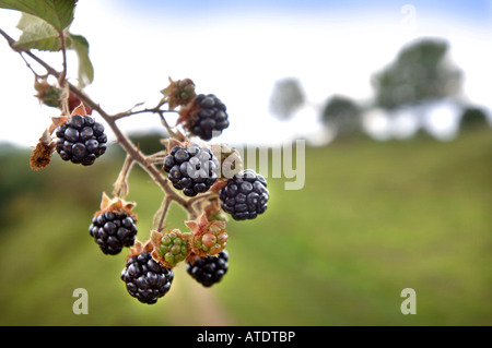 REIFE BROMBEEREN IN EINE HECKE UK Stockfoto