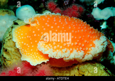 Tochni Tochuina Tetraquetra British Columbia Pacific Ocean Stockfoto