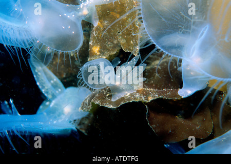 Lion Nacktschnecken Melibe Leonina auf Giant Kelp British Columbia Pacific Ocean Stockfoto