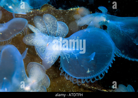 Lion Nacktschnecken Melibe Leonina auf Giant Kelp British Columbia Pacific Ocean Stockfoto