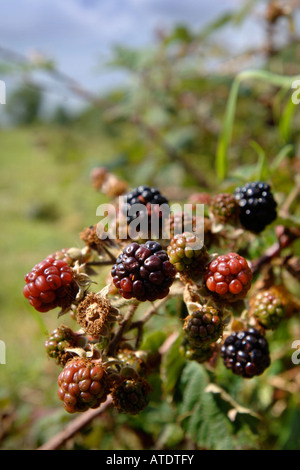 REIFE BROMBEEREN IN EINE HECKE UK Stockfoto