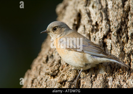 Western Bluebird (Sialia Mexicana) weiblich Stockfoto
