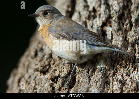 Western Bluebird (Sialia Mexicana) weiblich in Santa Ynez, Kalifornien Stockfoto