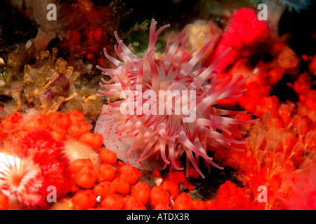 Gemalte Urticina Urticina Crassicornis östlichen Pazifik in British Columbia Stockfoto