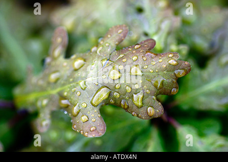 Regentropfen auf Eichenblatt Stockfoto