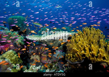 Tropischen Korallenriff Fidschi Pazifischen Ozean Stockfoto