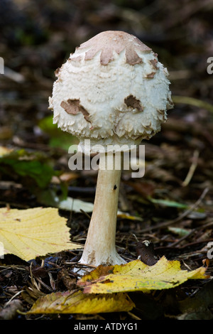 Der Parasol Pilz Macrolepiota Procera wächst im Wald bei Therfield Hertfordshire Stockfoto