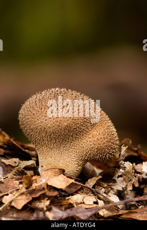 Lycoperdon Foetidum in Eichenwälder wachsen die Könige Holz Heide und Reichweite mit schönen Out-of-Fokus-Hintergrund Stockfoto