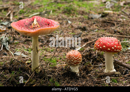 Fliegenpilz Pilz Amanita Muscaria wächst in der Nähe von Siver Birken Könige Holz Heath und erreichen Bedfordshire Stockfoto