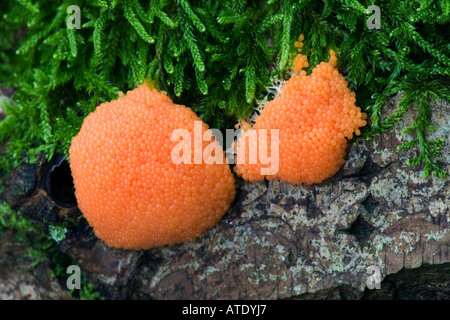Schleim Schimmel Tubifera Ferruginosa wächst auf gefallenen Ast Chicksands Holz Bedfordshire Stockfoto