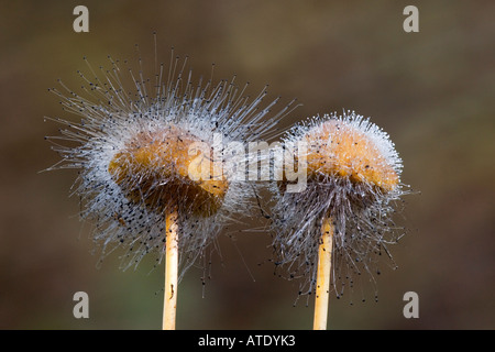 Bonnet Form Spinellus Fusiger wachsen auf Mycena Pilze Campton Wald Bedfordshire mit schönen Out-of-Fokus-Hintergrund Stockfoto