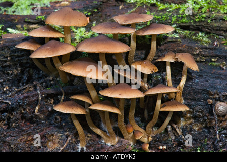 Grünblättriger Sublateritium - Brick-Kappen auf umgestürzten Baumstamm Chicksands Holz Bedfordshire wächst Stockfoto