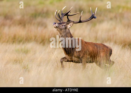 Rothirsch Cervus Elaphus Hirsch in der Brunft Kopf Trab mad Richmond Park in London auf der Suche Stockfoto