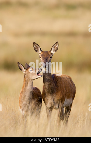 Rothirsch Cervus Elaphus Hirschkuh mit vergangenen Saisons Kalben im Richmond Park London Stockfoto